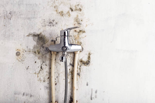 Office Mold Removal Services in Wakefield, VA