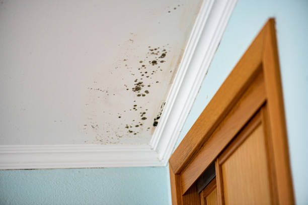 Best Professional Mold Removal  in Wakefield, VA