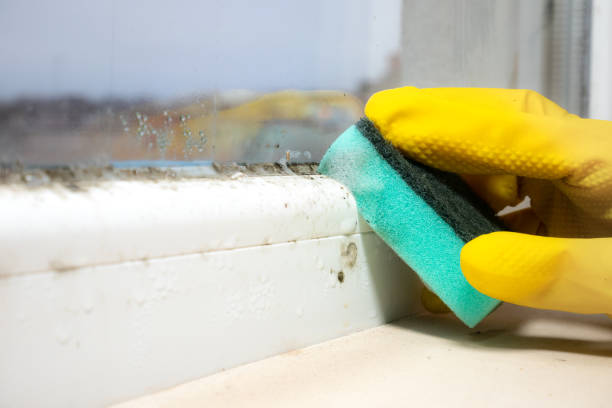 Best Residential Mold Removal  in Wakefield, VA