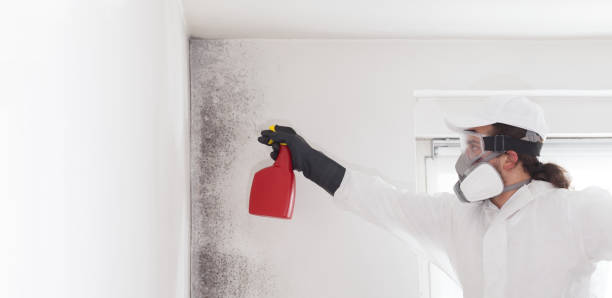 Best Mold Damage Repair  in Wakefield, VA
