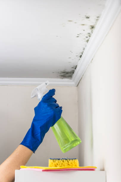 Best Mold Removal Near Me  in Wakefield, VA