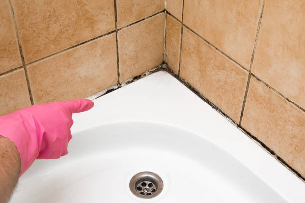 Best Crawl Space Mold Removal  in Wakefield, VA