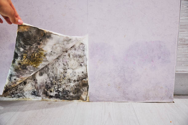 Best Same-Day Mold Removal  in Wakefield, VA